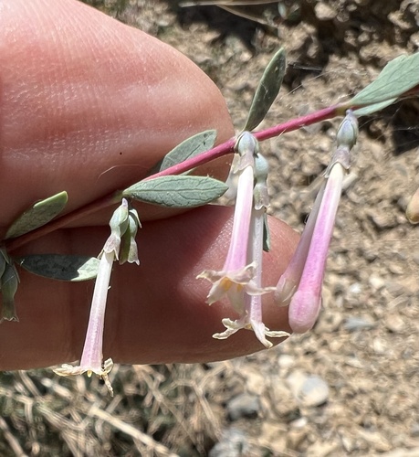 Desert snowberry (Symphoricarpos longiflorus)