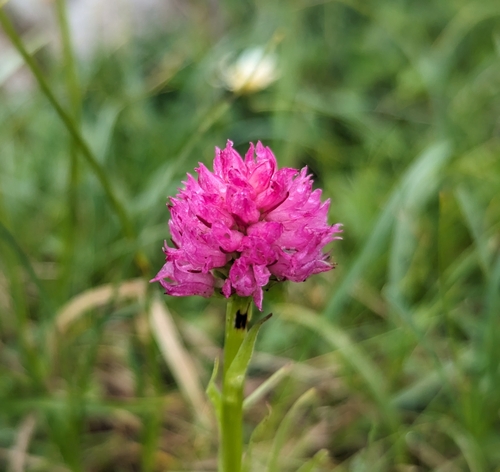 Austrian gymnadenia (Gymnadenia archiducis-joannis)