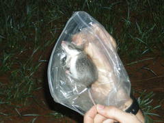 Saccostomus campestris