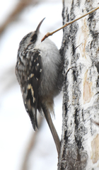 Certhia americana montana