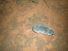 Saccostomus campestris