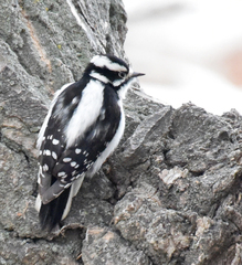 Dryobates pubescens leucurus