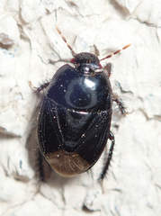 Pangaeus