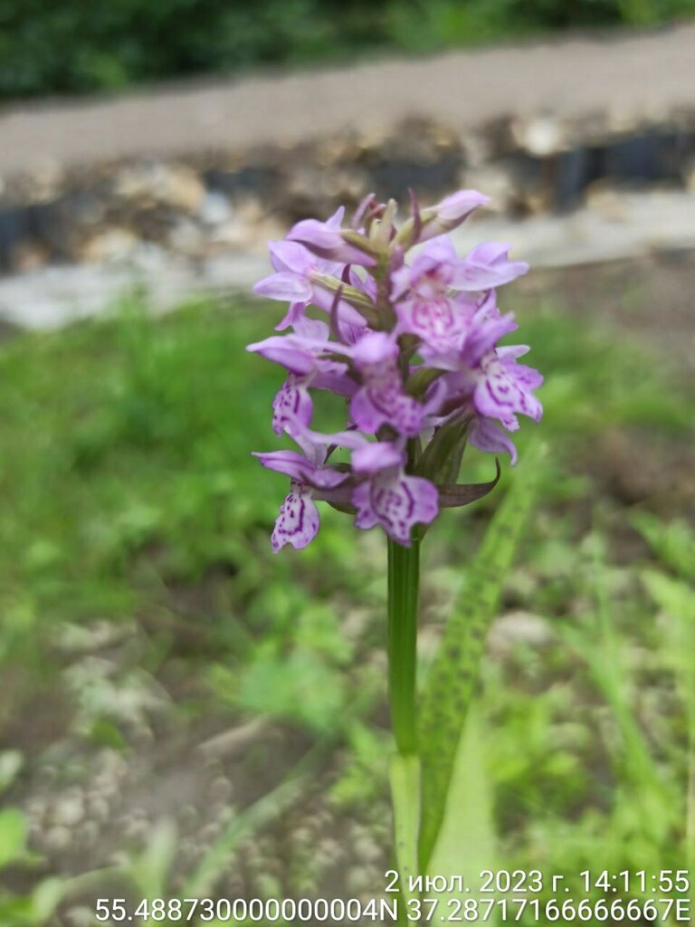 Dactylorhiza baltica (Klinge) Orlova