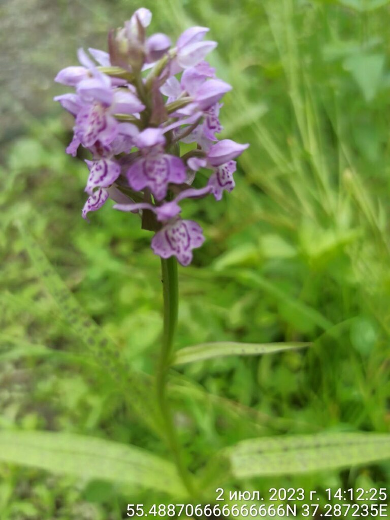 Dactylorhiza baltica (Klinge) Orlova 2