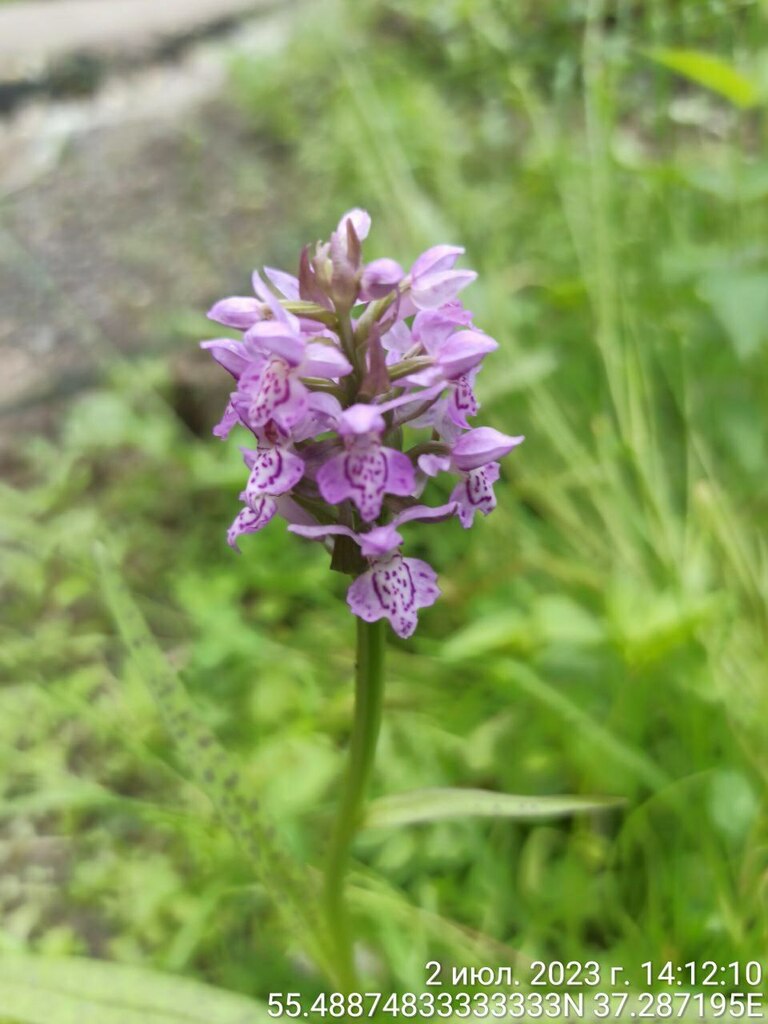 Dactylorhiza baltica (Klinge) Orlova 3
