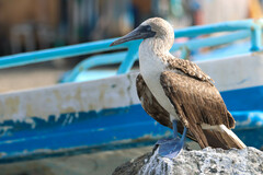 Blue-Footed Booby photo 4