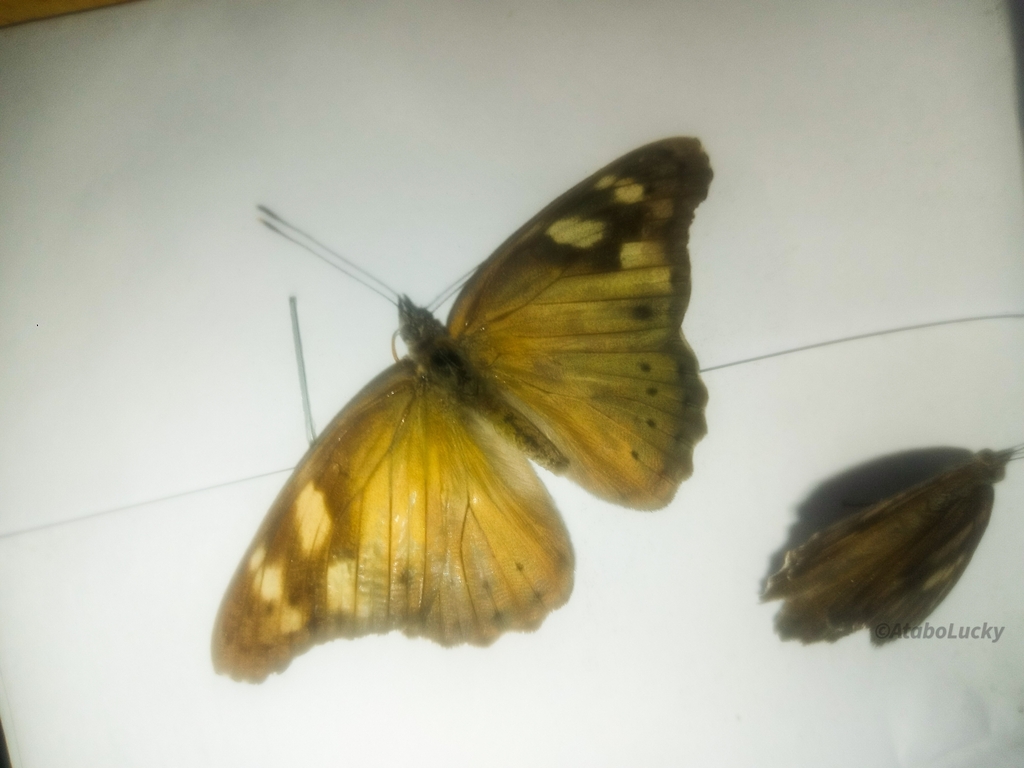 Ochreous Tree Nymph