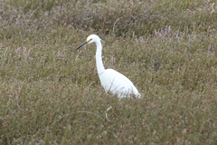 Egretta garzetta nigripes