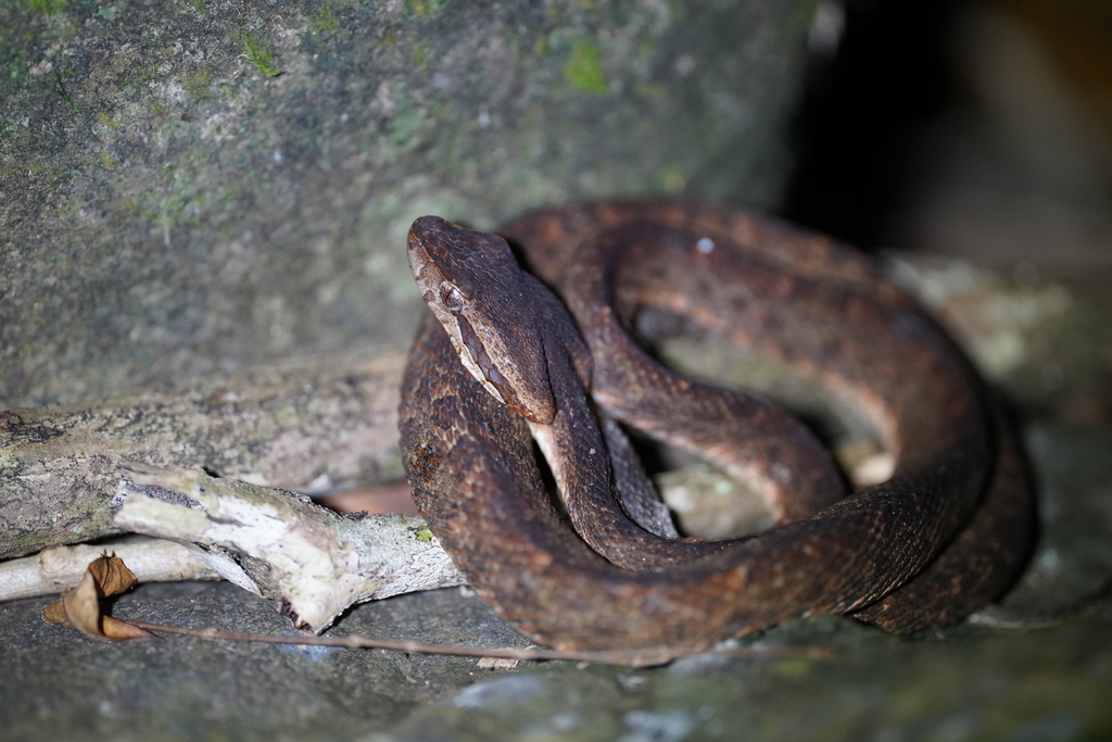 Martinique Lancehead in December 2022 by Daniel PINELLI · iNaturalist