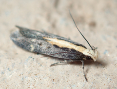 Aroga paraplutella