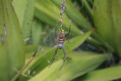 Trichonephila inaurata