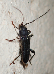 Phymatodes