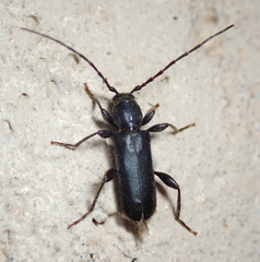 Phymatodes