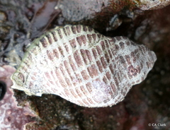 Acanthinucella spirata