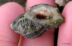 Acanthinucella spirata