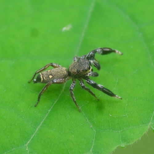 Metacyrba punctata (Metacyrba punctata)