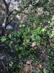 Prunus ilicifolia ilicifolia