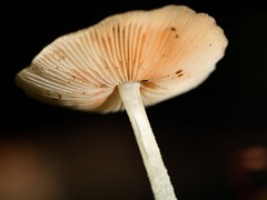 Bolbitius muscicola image