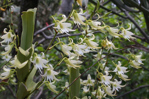 Sobennikoffia humbertiana