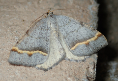 Macaria austrinata