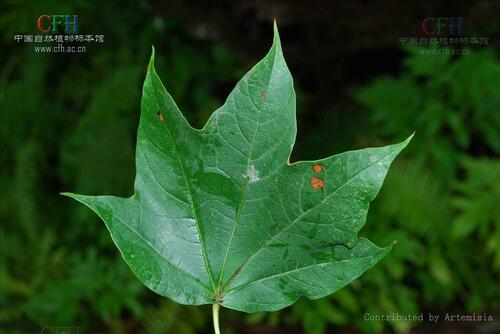 Zayu Maple (Acer tibetense)
