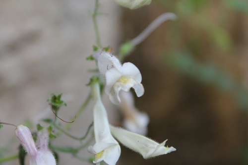 Image of Penstemon tenuiflorus by (c) Dominic, some rights reserved (CC BY)