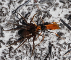 Cryptocheilus australis