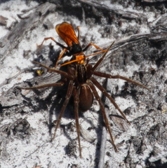 Cryptocheilus australis