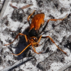 Cryptocheilus australis