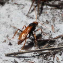 Cryptocheilus australis