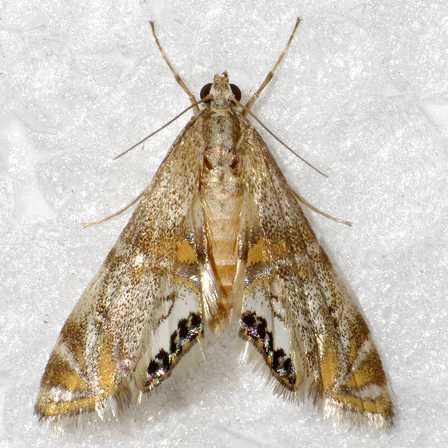 Capps' Petrophila