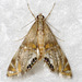 Petrophila cappsi - Photo (c) David G. Barker,  זכויות יוצרים חלקיות (CC BY-NC), הועלה על ידי David G. Barker