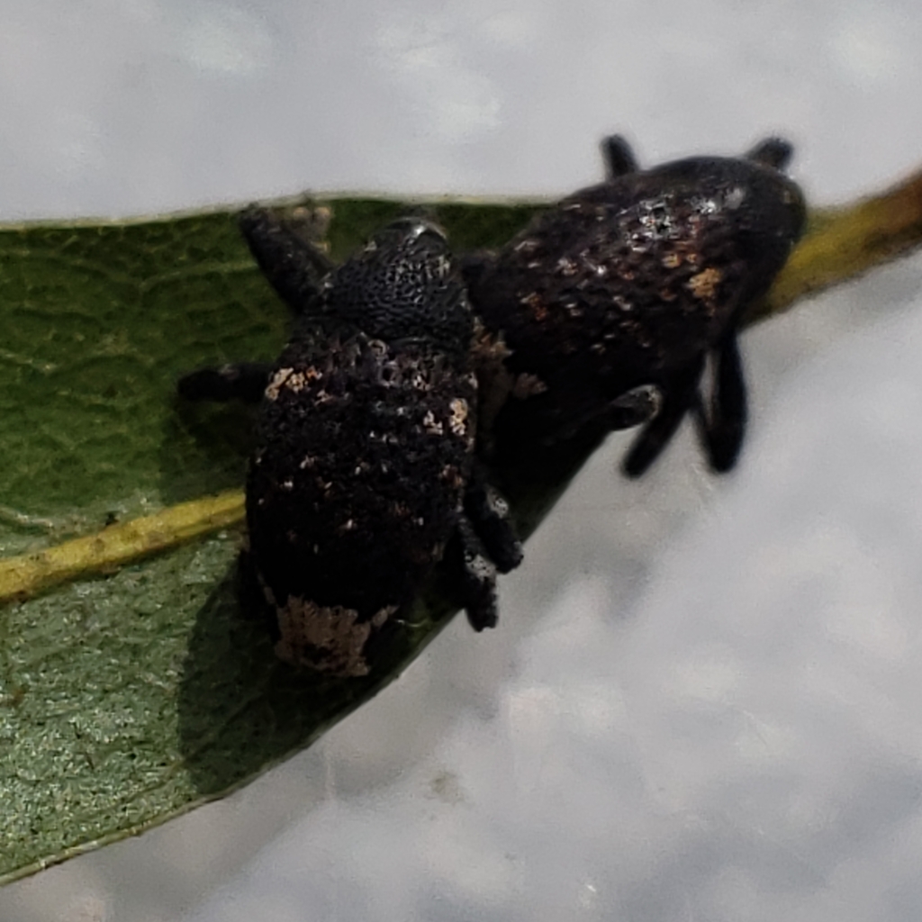 Pseudomus sedentarius