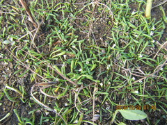 Limosella lineata spathulata
