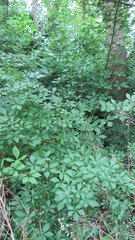 Eleutherococcus sieboldianus