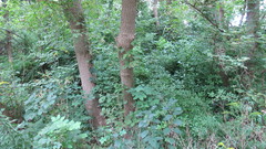 Eleutherococcus sieboldianus