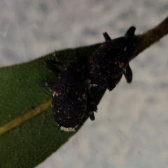 Pseudomus sedentarius