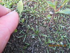 Limosella lineata spathulata