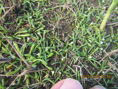 Limosella lineata spathulata