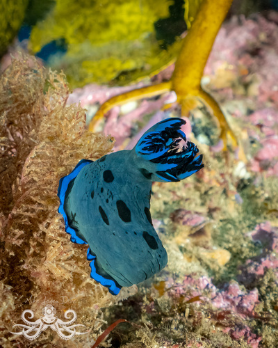 Gloomy Nudibranch