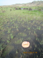 Limosella lineata spathulata