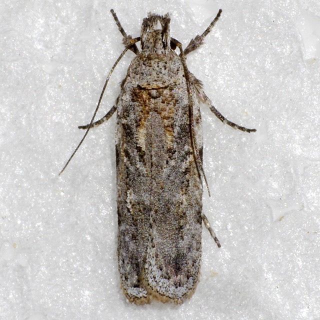 Gelechiini