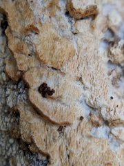Schizoporaceae