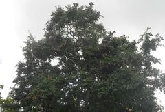 Hymenaea courbaril