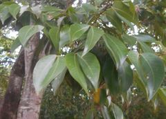 Hymenaea courbaril