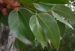 Hymenaea courbaril