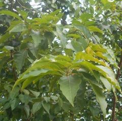 Citharexylum spinosum