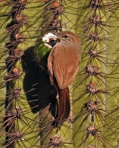 Steinbach's Canastero (Pseudasthenes steinbachi), photo 4