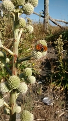 Bombus dahlbomii